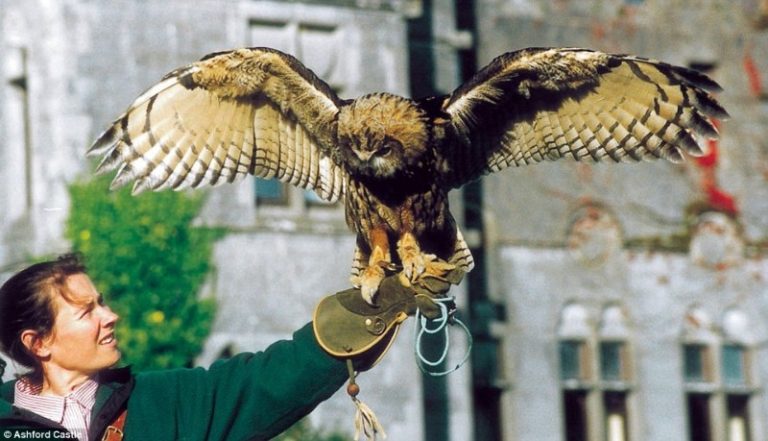2B61FB2F00000578-3197550-The_hotel_s_resident_owl_can_be_rented_to_be_a_key_player_in_tha-m-12_1439630208645